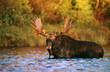 Moose in Pontook Reservoir, Errol, New Hampshire USA