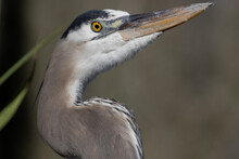 Close-up Head Great Blue Heron Profile View