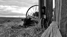 Old Wheel With Baby Cow