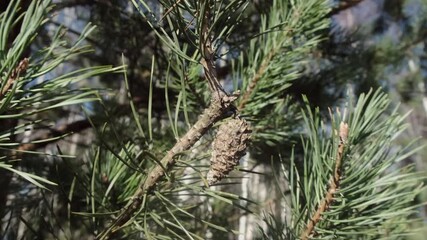 Wall Mural - small pinecone on green tree branch by windy weather
