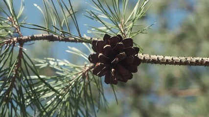 Wall Mural - closeup focus on open empty pinecone hanging on green tree branch by sunny day
