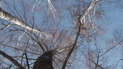 Wall Mural - low angle view rotation footage of bare trees tops leading to clear blue sky


