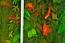Abstract Of Plants Behind Dirty Windows. Waterlily House,  Royal Botanic Gardens, Kew, United Kingdom 