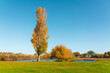 Yellow poplar on a green meadow by the lake