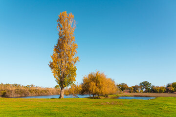 Wall Mural - Yellow poplar on a green meadow by the lake