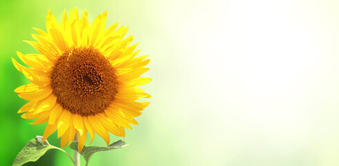 Fotomurales - Sunflower on blurred sunny background. Horizontal summer banner with single sunflower