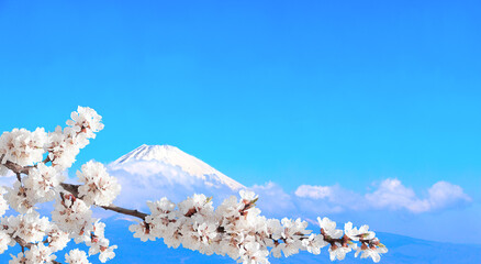 Canvas Print - Sacred Mount Fuji and branch of blossoming sakura, Japan