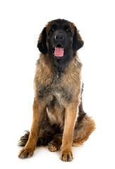 Poster -  Leonberger in studio