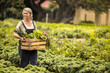 Self-sufficient organic farmer holding a box full of fresh produce