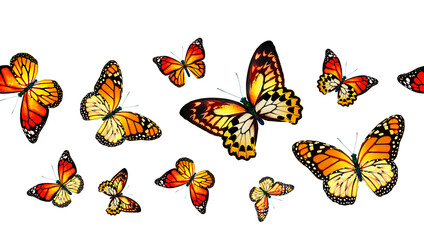 Wall Mural - Color monarch butterfly , isolated on the white background