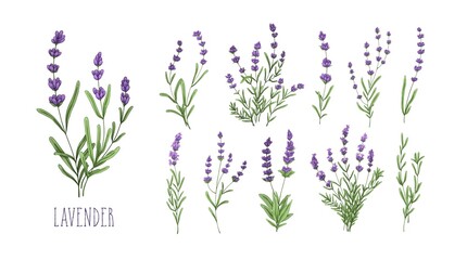 Lavender flowers set. Provence floral herbs with purple blooms. Botanical drawing of French field Lavandula. Blossomed lavander. Colored hand-drawn vector illustration isolated on white background