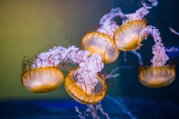 Poster - Beautiful golden jellyfish floating in the water.