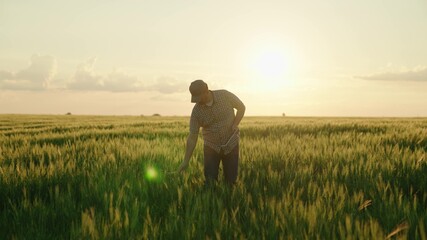 Wall Mural - agriculture, farmer with a tablet walks across a wheat field in the glare of light of the sun, an agronomist works in rural land at sunset, produces bread on a farm plantation, grow green wheat crop