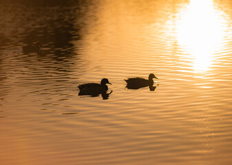 ducks on the lake