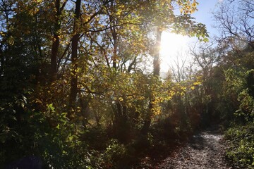 Wall Mural - sunlight with autumnal colors in the forest in France 