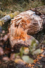 Poster - Vertical shot of a cut tree in a forest