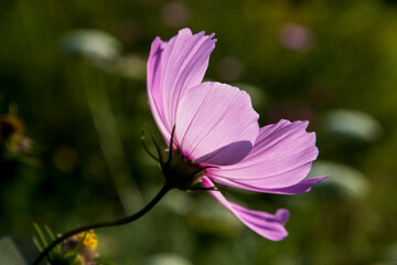 Wall Mural - Cosmos bipinnatus cv.