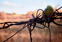 Barbed Wire On The Background Of An Autumn Field. Restricted Area.