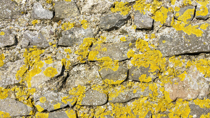 stone wall yellow lichen