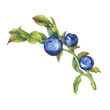 Blueberry on twigs with green leaves and dark blue berries (bilberry, whortleberry, huckleberry, hurtleberry, blaeberry). Watercolor hand drawn painting illustration isolated on white background.