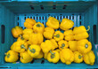 Yellow bell peppers in a blue supermarket crate