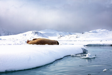 Wall Mural - a pair of walruses, odobenus rosmarus, hauled out on the snow, with the mountains of svalbard behind