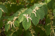 Reynoutria japonica in bloom