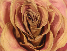 Old Dried Pink Two Tone Rose Close Up
