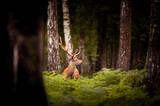 Fototapeta Las - A young deer stands among the birches and paparotes