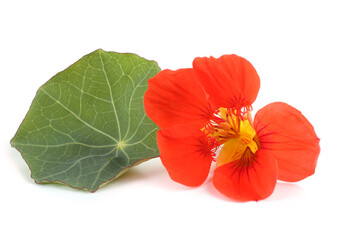 Wall Mural - Nasturtium and leaf
