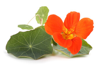 Wall Mural - Nasturtium and leaves