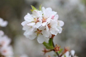 Sticker - Cherry blossom (Far eastern, Nanking cherry)