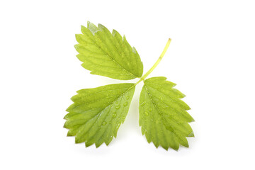 Poster - Strawberry leaf isolated on white