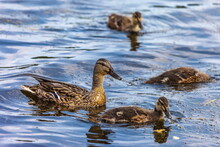 Bird Wild Duck With Ducklings On The Water Pond In The Summer