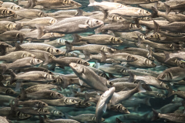 Poster - Shot of a family of sardines in the turquoise water swimming left and right