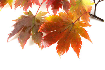 Wall Mural - Beautiful autumn maple leaves isolated on white