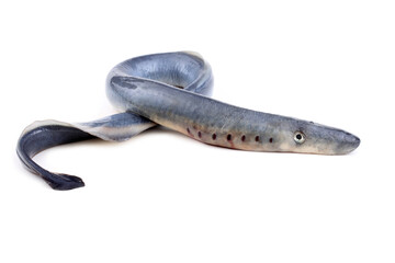 Wall Mural - Lamprey fish. Vampire.