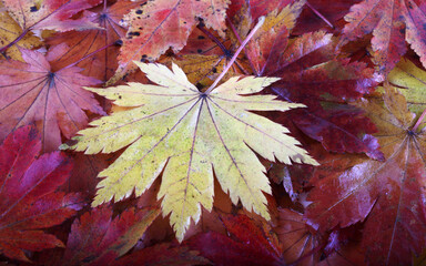 autumn maple leaves background