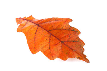 Wall Mural - Autumn oak leaf