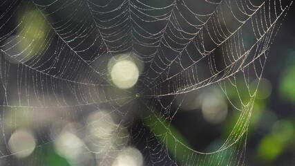 spider web with dew drops