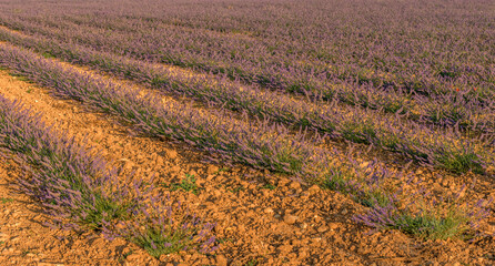 Wall Mural - Vue aérienne des champs de lavande à Valensole, Alpes-de-Haute-Provence, France