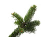 christmas spruce branch isolated