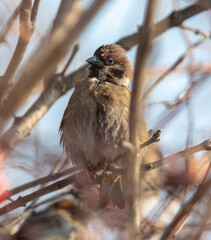 portrait of a sparrow on a tree branch