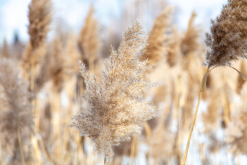 Wall Mural - Dry reeds in nature in winter.