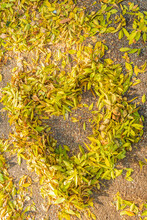An Impromptu Heart Made Of Fallen Yellow Leaves On A Pedestrian Sidewalk (asphalt).