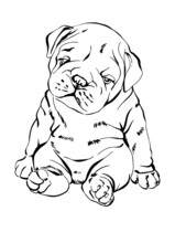 Cute Baby English Bulldog, Bulldog Vector Illustration