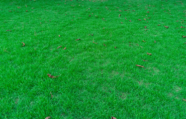 Wall Mural - Close up of green grass texture, Green grass texture for background.