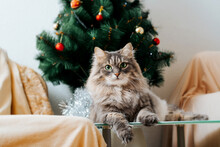Merry Christmas Celebration And Cat. Gray Fluffy Cute Cat Lying Near Decorated Christmas Tree. Furry Pet With Green Eyes Looking At Camera, Resting At Home For Holidays