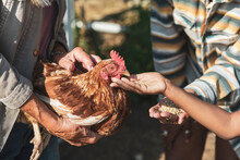 Cropped Image Of Boy Feeding Grains To Chicken With Mother And Grandmother On Sunny Day