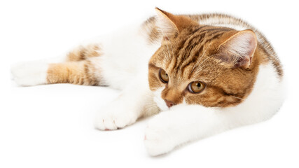 Wall Mural - Sad cat lying isolated on white. Beautiful cat lie down looking in camera. British Shorthair closeup with mysterious look.